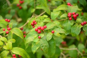 Ayurvedic plant with small red fruits