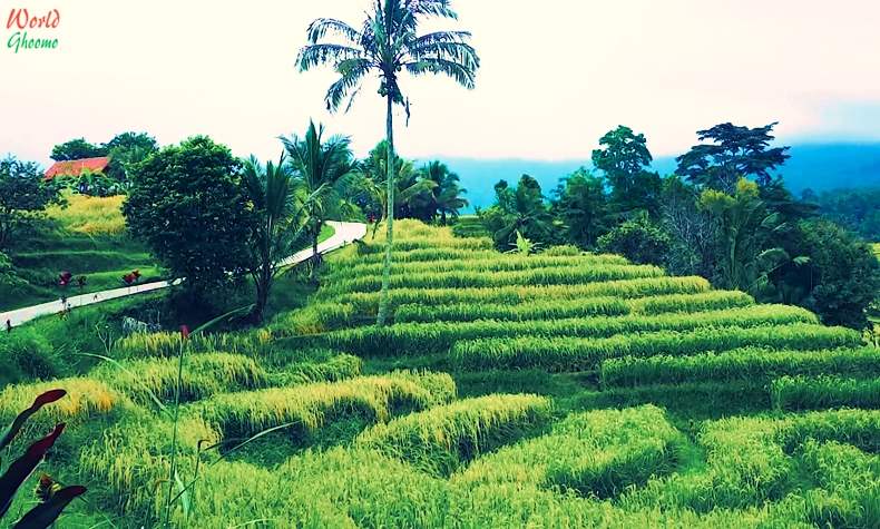 Jatiluwih Rice Terraces In BALI | Bali Attractions | Things To Do ...