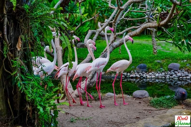 Bali Bird Park Guide | Everything You Need to Know — World Ghoomo