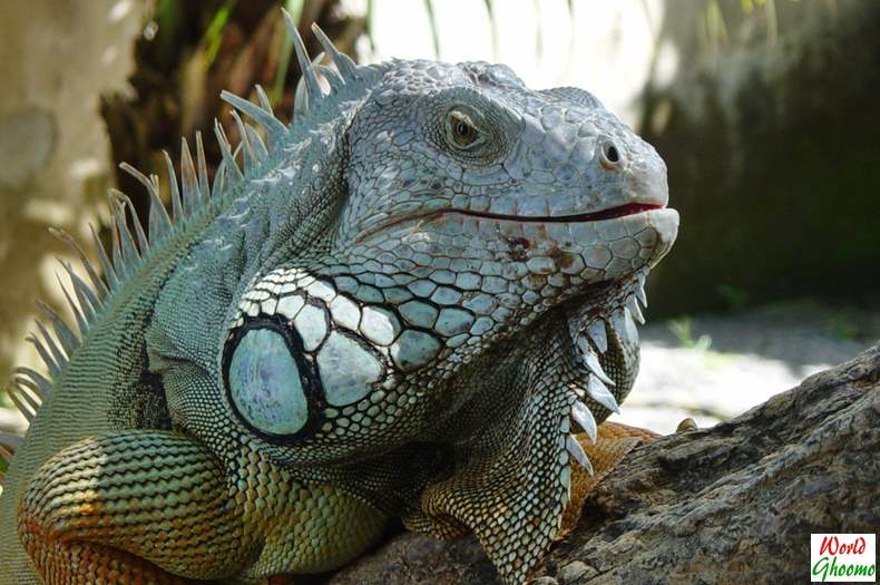 Bali Reptile Park Guide | What Not To Miss — World Ghoomo