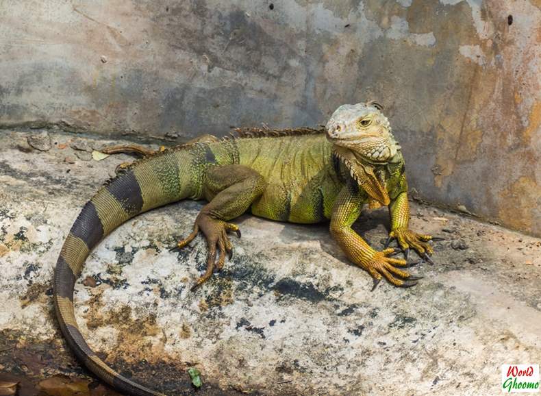 Bali Reptile Park Guide | What Not To Miss — World Ghoomo