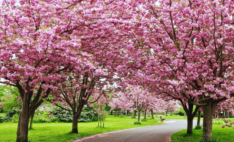 Witness Cherry Blossom Festival in Shillong, India — World Ghoomo